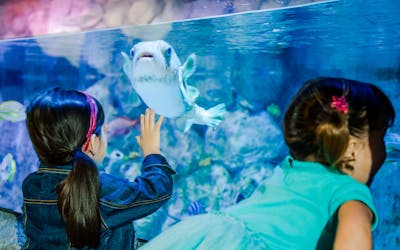 Combinatieticket SEA LIFE Aquarium en LEGOLAND® Discovery Center Tempe